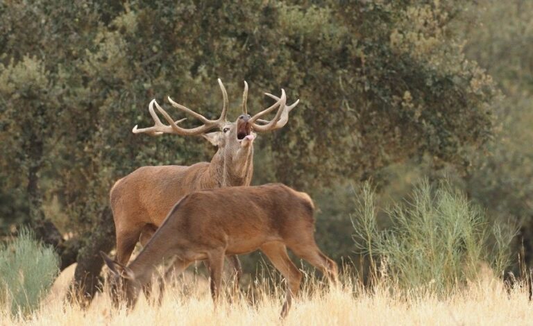 Extremadura participa de las nuevas licencias interautonómicas de caza y pesca, que costarán 70 y 25 euros y serán válidas en 10 comunidades