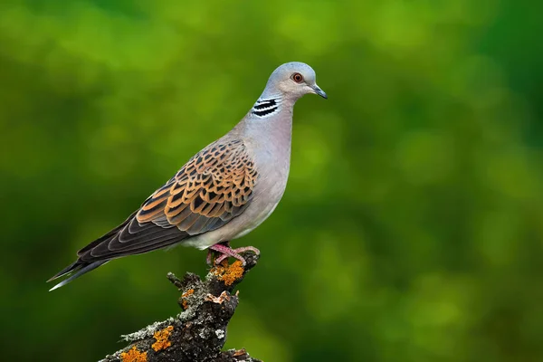 La Junta abre el plazo para que los cotos se inscriban en el Plan de Caza Adaptativa de la tórtola