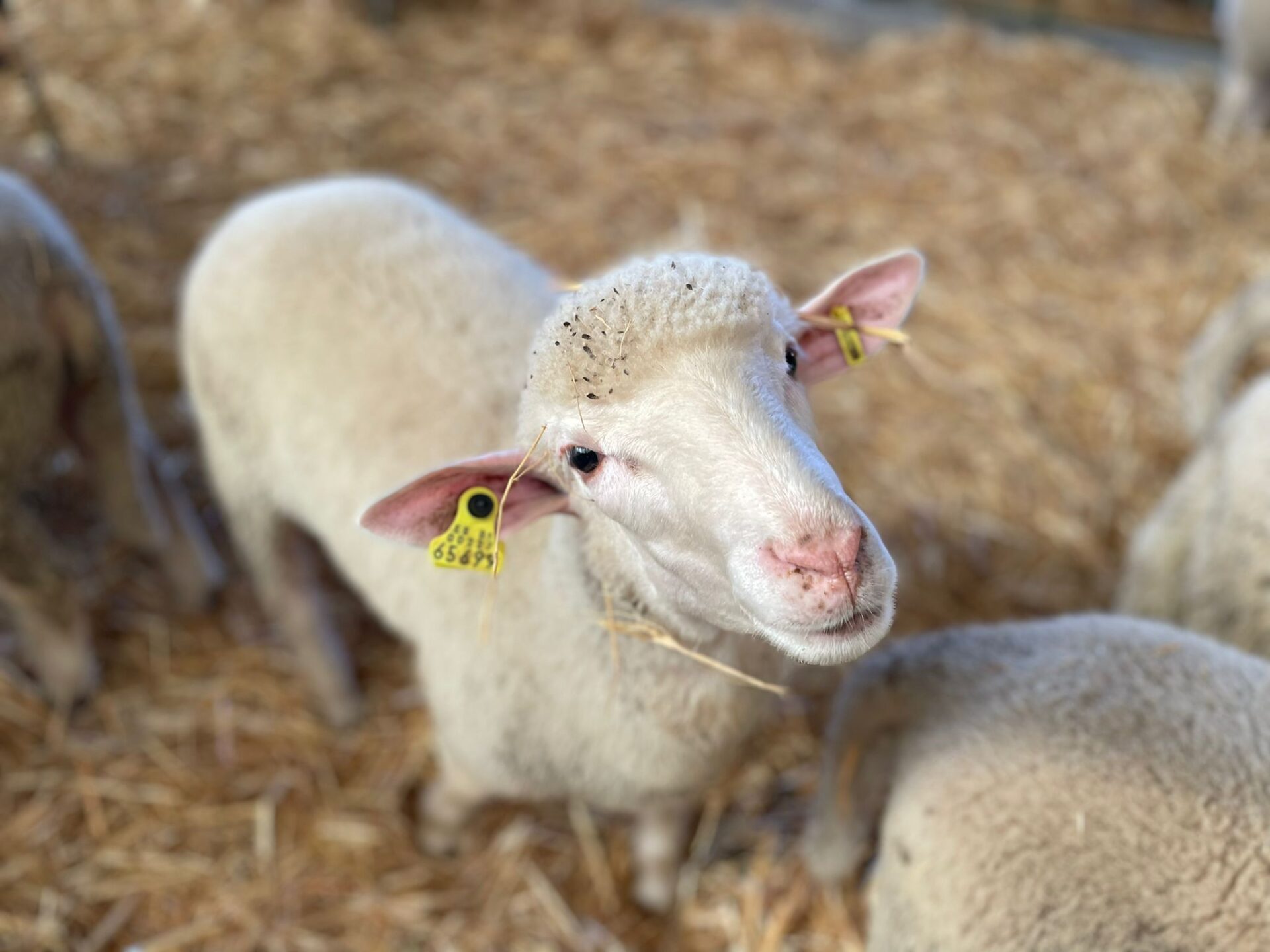 Agricultura abona diversas ayudas al ovino y caprino dotadas con más de 31’5 millones de euros a cerca de 6.000 ganaderos