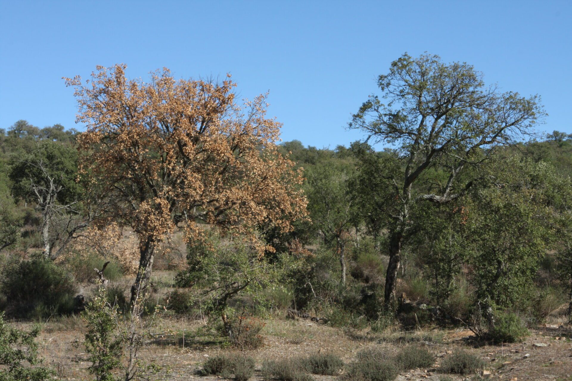 CICYTEX desarrolla un sistema de alerta online sobre el patógeno que causa la ‘seca’ en encinas y alcornoques