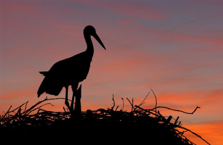 La Junta de Extremadura destina 5 millones de euros a ayudas para la conservación de las especies protegidas en explotaciones agrarias y ganaderas