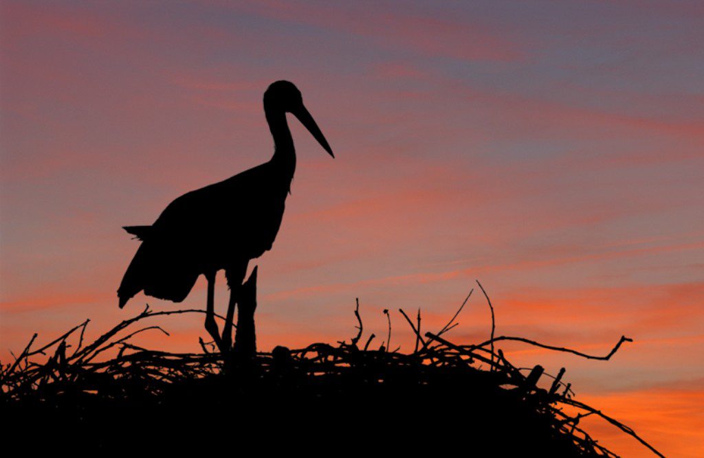 La Junta de Extremadura destina 5 millones de euros a ayudas para la conservación de las especies protegidas en explotaciones agrarias y ganaderas