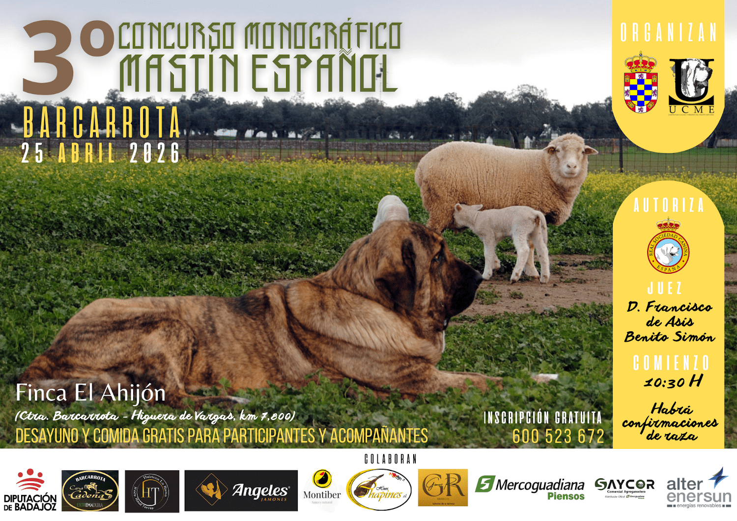 Barcarrota acoge el III Concurso Monográfico de Mastín Español, consolidado ya como referente nacional