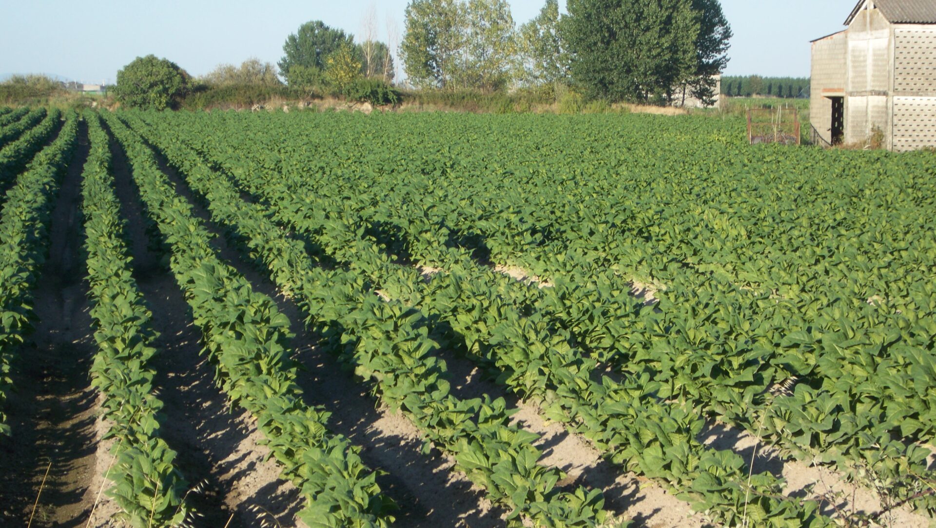 Agricultura abona esta semana más de 5 millones de euros de la ayuda a la Producción Integrada de Tabaco a casi 500 agricultores