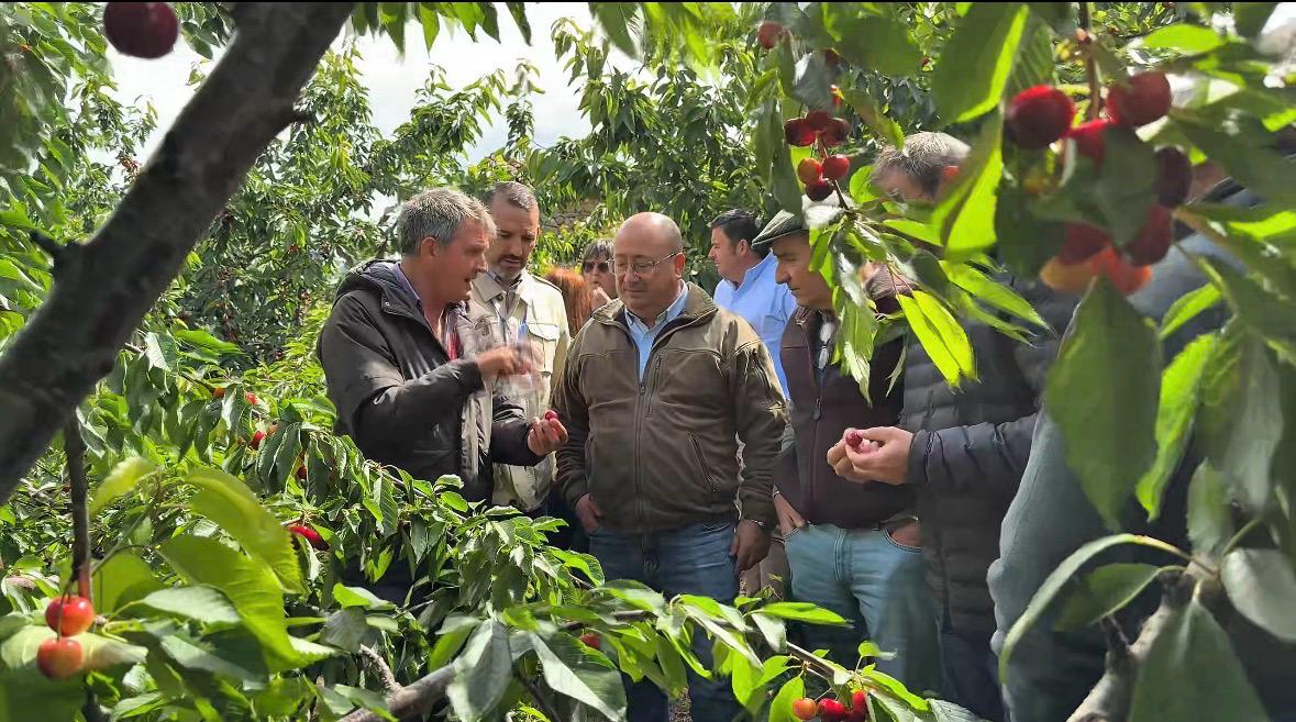 La Junta trabaja en la valoración de la producción de cereza afectada por las últimas borrascas en el Valle del Jerte para adoptar medidas